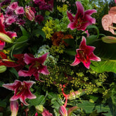 Pink Lillies